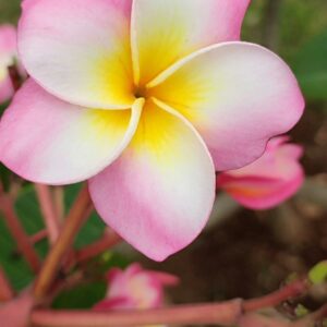 Flor do Deserto: A Beleza Rústica e Resistente que Encanta os Jardins