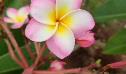 Flor do Deserto: A Beleza Rústica e Resistente que Encanta os Jardins