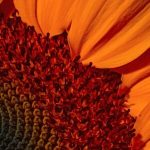 Girassol: A Flor que Simboliza a Felicidade e a Energia Positiva