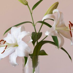 Lírio: A Elegância e o Charme de Uma das Flores Mais Queridas do Mundo