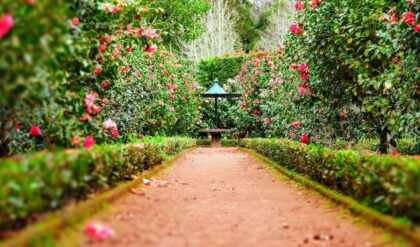 Gardenias: A Beleza e o Perfume Inconfundível Desta Flor Exótica