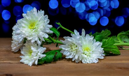Crisantemo: Conheça a História e os Significados desta Flor Oriental